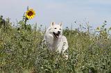 SIBERIAN HUSKY 079